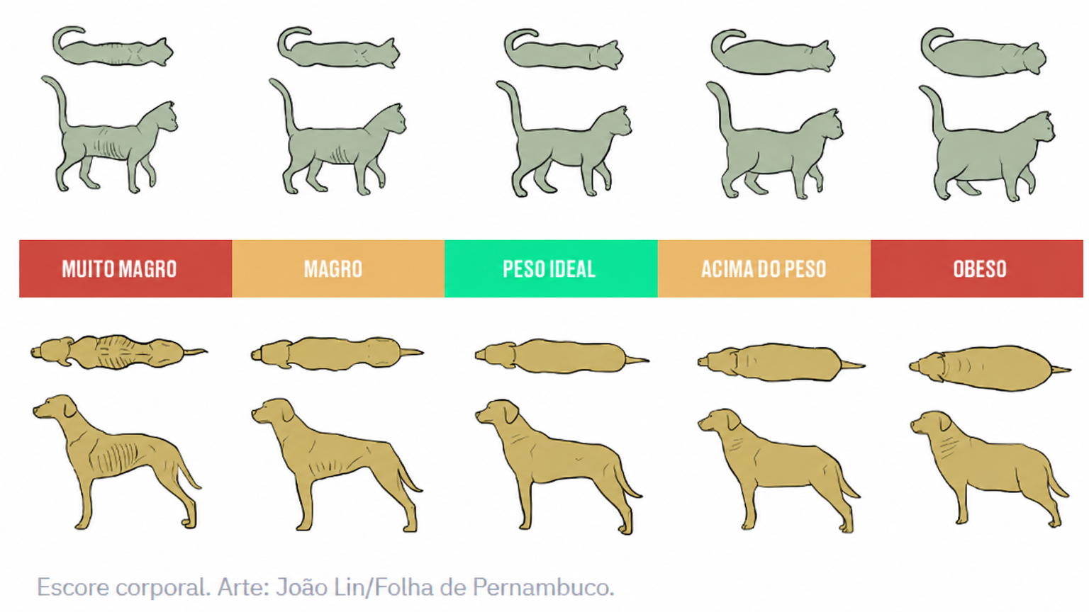 Tabela de escore corporal de cães e gatos
